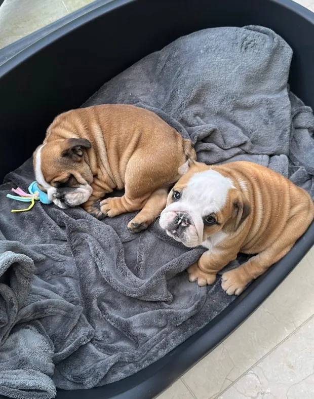  太陽(yáng)報(bào)：球迷找到了加納喬的狗，事后他回贈(zèng)球票以示感謝