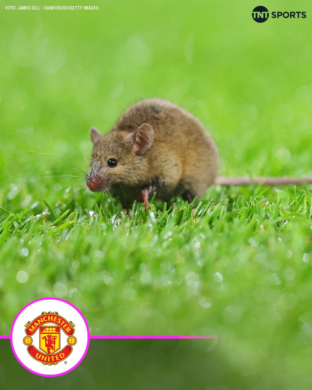  鼠患仍在，一只老鼠在老特拉福德登場搶鏡